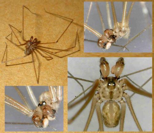 Réf. 227 838 : Physocyclus globosus